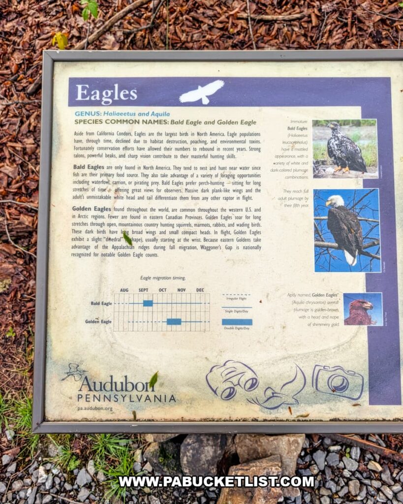 audubon pennsylvania interpretive sign about bald eagles and golden eagles at waggoners gap hawk watch in perry county pennsylvania