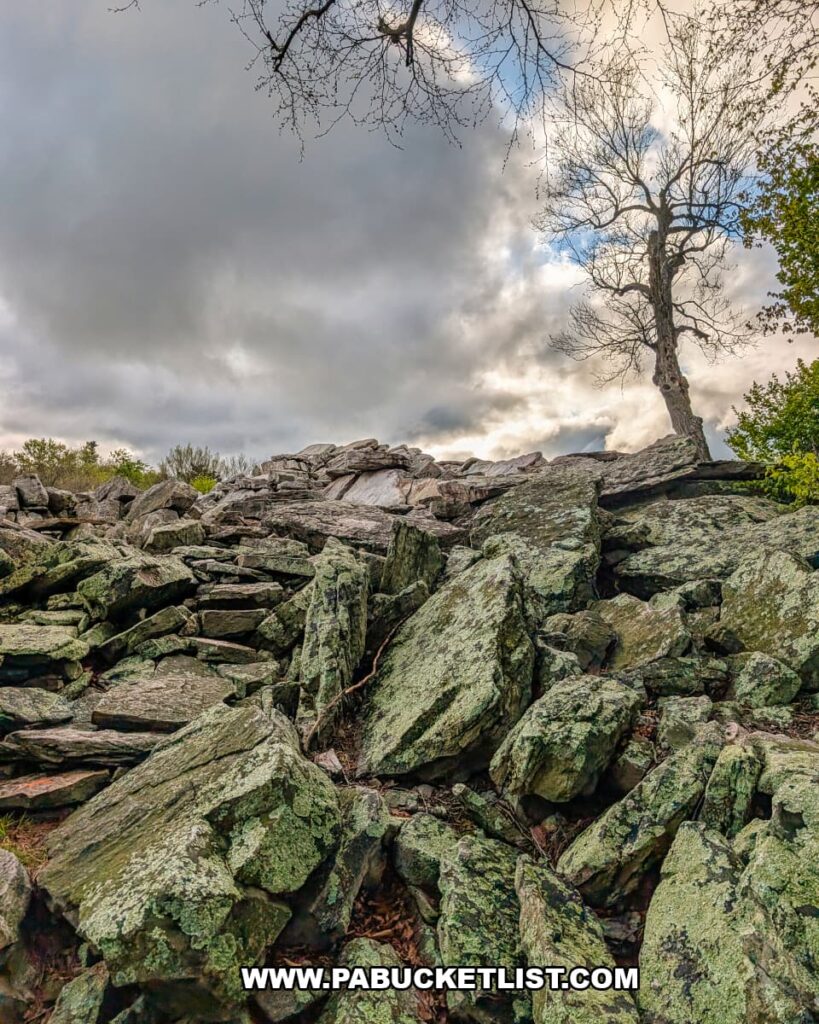 lichen covered boulder field at waggoners gap hawk watch in perry county pennsylvania with a lone tree and dramatic cloudy sky above